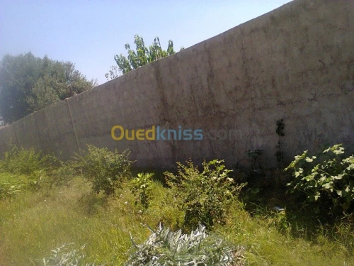 Vente Terrain Agricole Bouira Kadiria