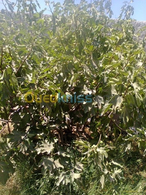 Vente Terrain Agricole Bouira Kadiria