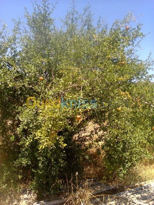 Vente Terrain Agricole Bouira Kadiria