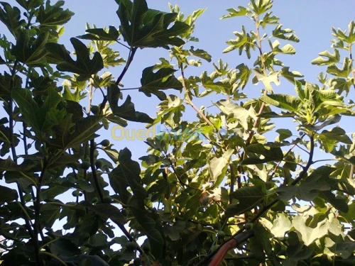 Vente Terrain Agricole Bouira Kadiria