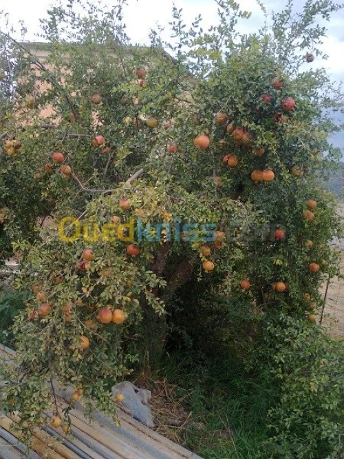 Vente Terrain Agricole Bouira Kadiria