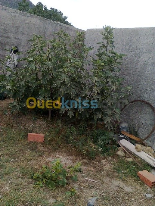 Vente Terrain Agricole Bouira Kadiria