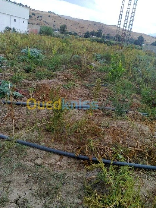 Vente Terrain Agricole Bouira Kadiria