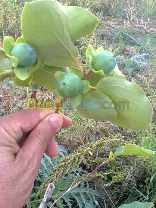 Vente Terrain Agricole Bouira Kadiria