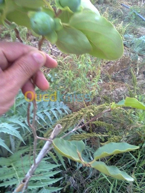 Vente Terrain Agricole Bouira Kadiria