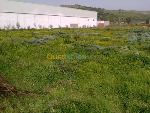 Vente Terrain Agricole Bouira Kadiria
