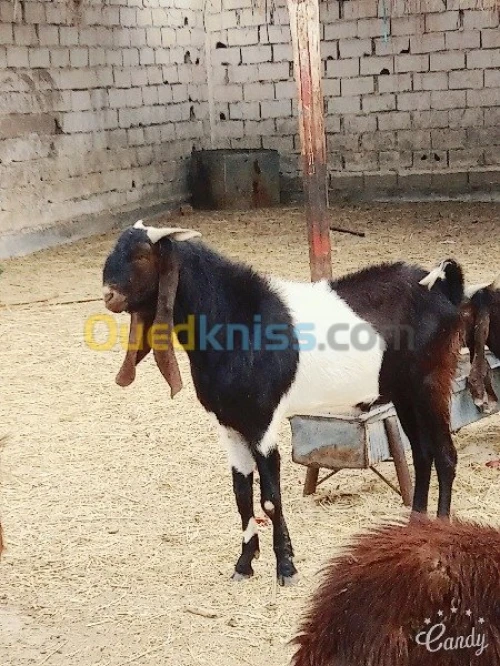 ماعز حجازي دمشقي باكستاني خرطومي 