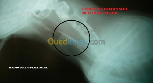 VETERINAIRE SPECIALISTE Dr MEDELCI