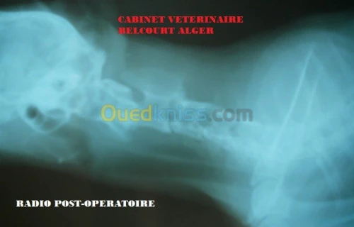 VETERINAIRE SPECIALISTE Dr MEDELCI