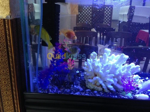 Fabrication Aquarium