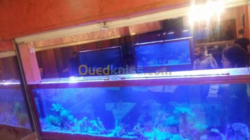 Fabrication Aquarium