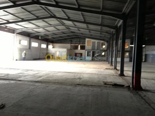 Location Hangar Alger Les eucalyptus