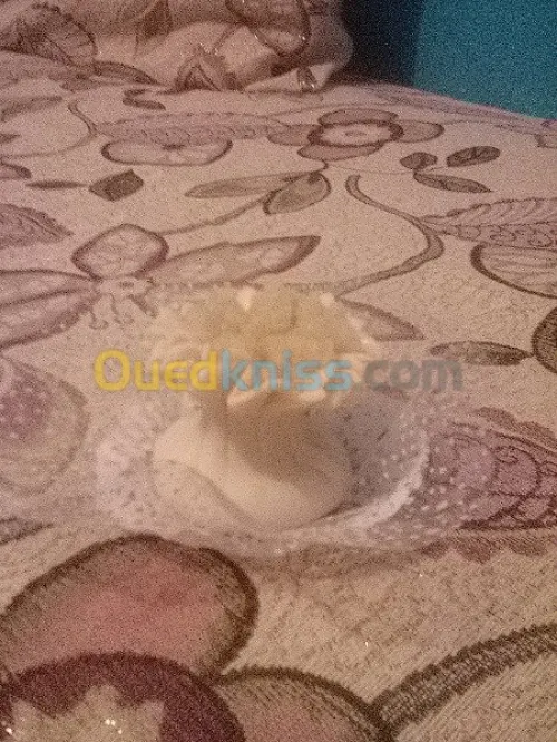 Gateau sec, Gateau Occidental,Oriental