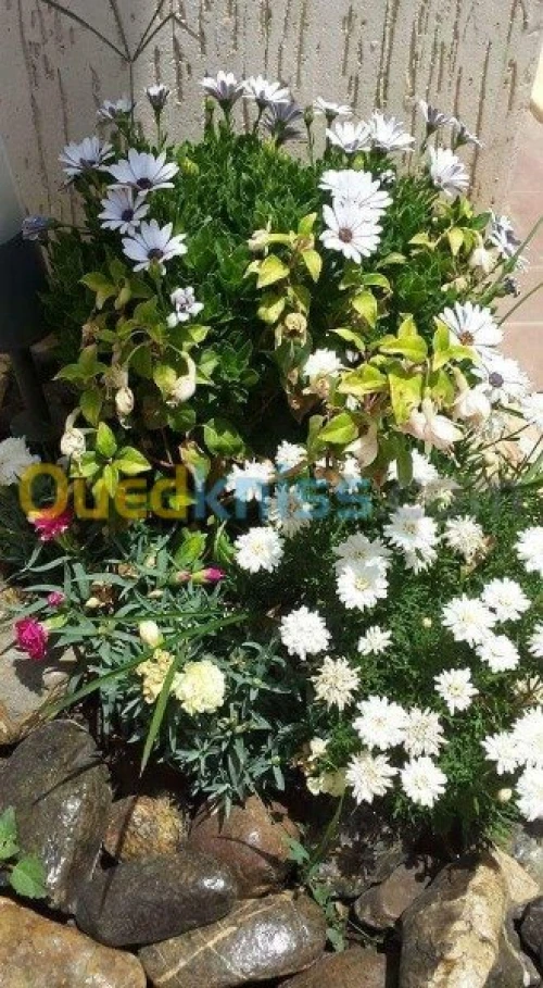 Nettoyage et entretien des jardins