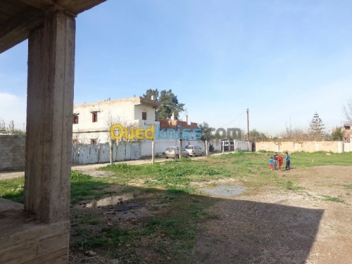 Vente Terrain Boumerdes Hammedi