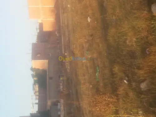 Vente Terrain Blida Boufarik