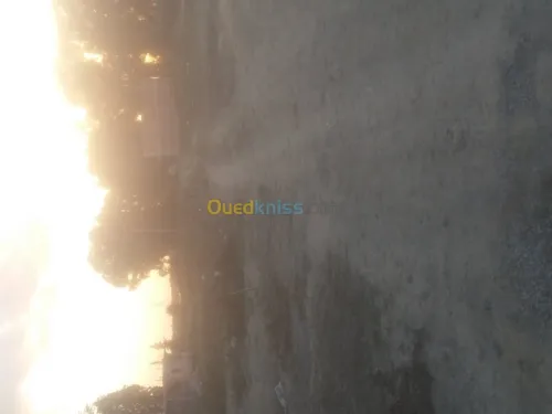 Vente Terrain Blida Boufarik