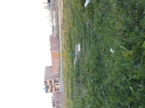 Vente Terrain Blida Boufarik