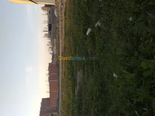 Vente Terrain Blida Boufarik