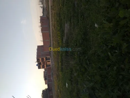 Vente Terrain Blida Boufarik