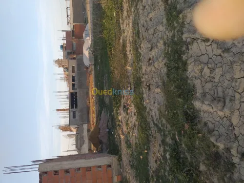 Vente Terrain Blida Boufarik