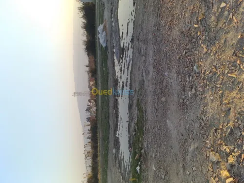 Vente Terrain Blida Boufarik