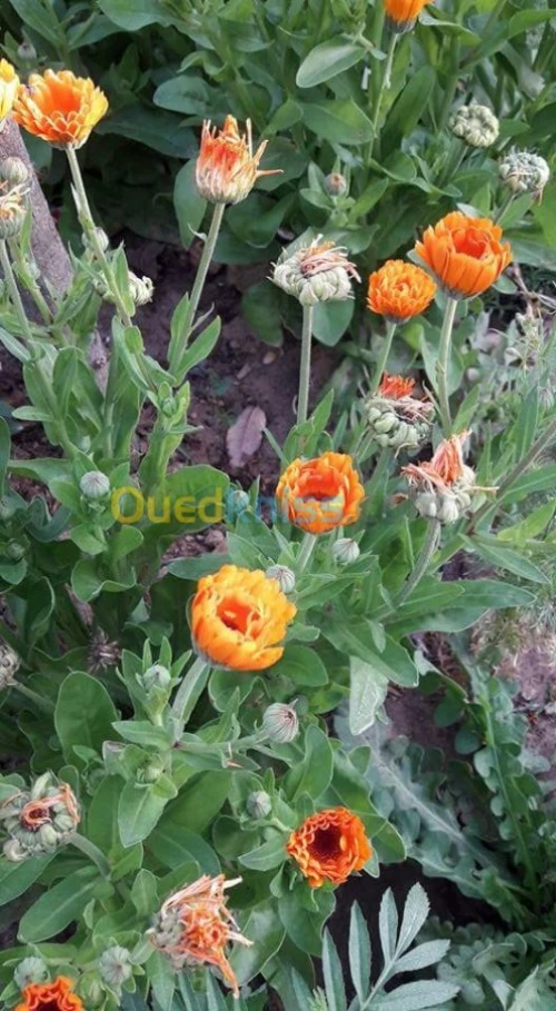 Jardinier califier