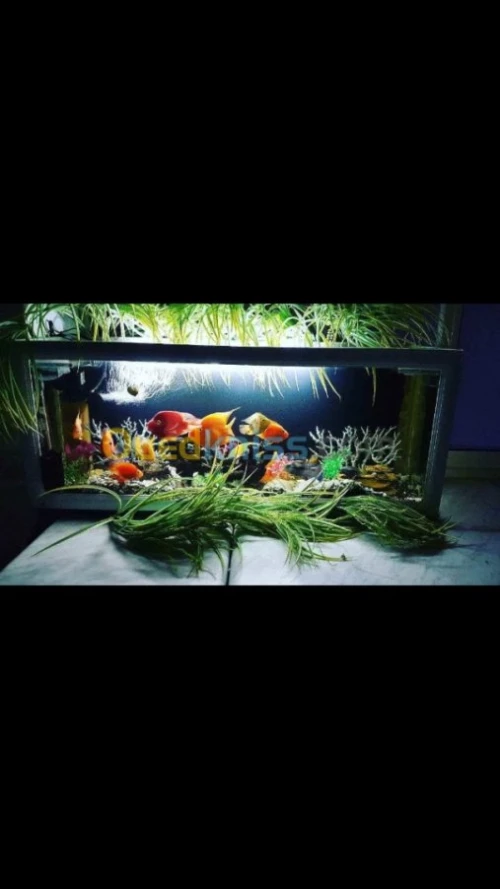 Aquarium