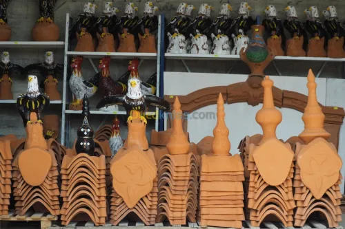Aigles anti pigeon 