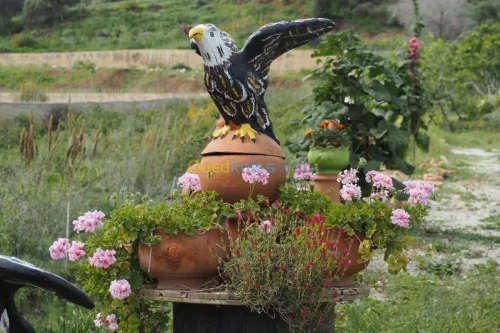 Aigles anti pigeon 