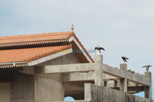 Aigles anti pigeon 