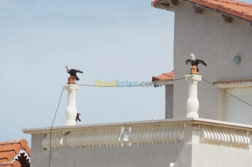 Aigles anti pigeon 