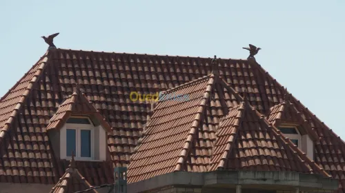 Aigles anti pigeon 