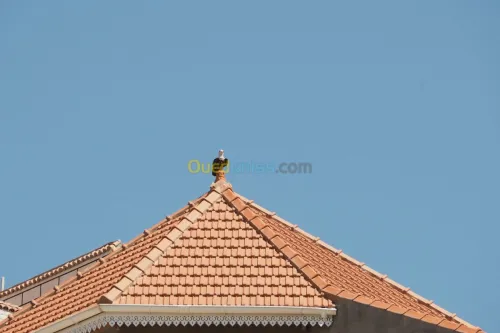 Aigles anti pigeon 