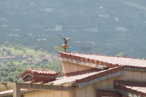 Aigles anti pigeon 