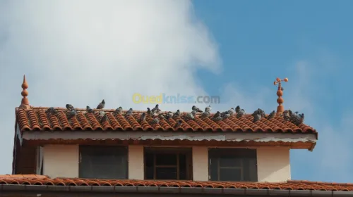 Aigles anti pigeon 