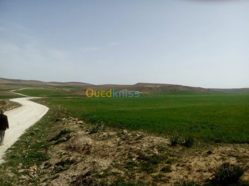 Vente Terrain Agricole Tiaret Naima
