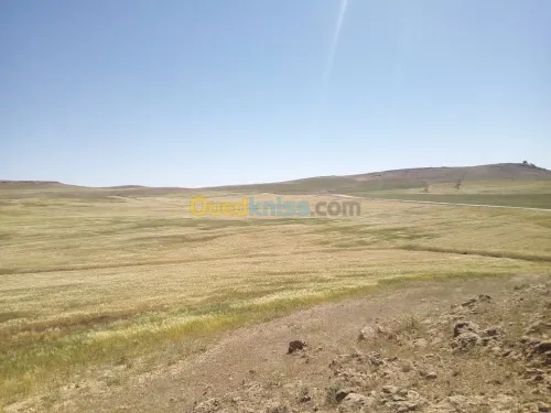 Vente Terrain Agricole Tiaret Naima