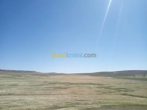 Vente Terrain Agricole Tiaret Naima