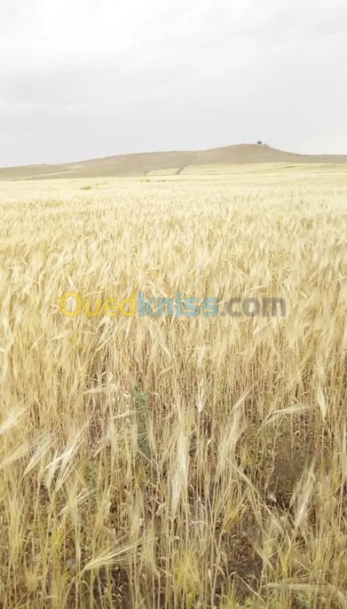 Vente Terrain Agricole Tiaret Naima