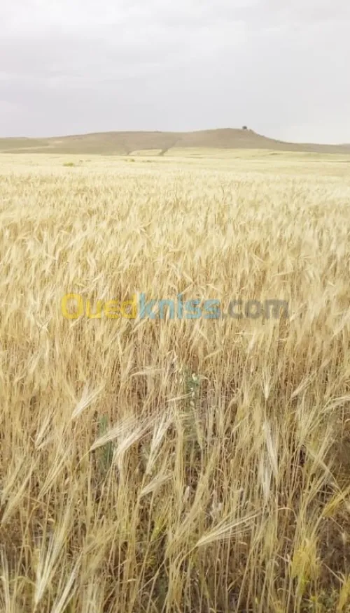 Vente Terrain Agricole Tiaret Naima