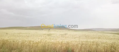 Vente Terrain Agricole Tiaret Naima