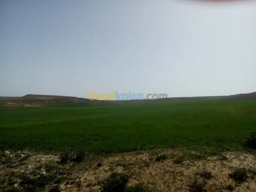 Vente Terrain Agricole Tiaret Naima