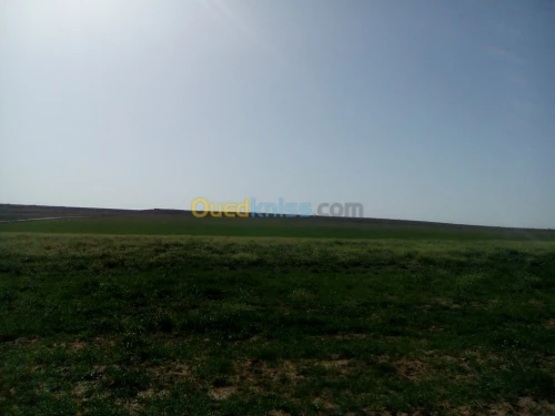 Vente Terrain Agricole Tiaret Naima