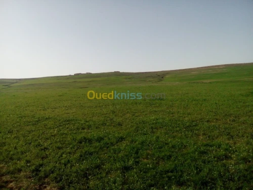 Vente Terrain Agricole Tiaret Naima