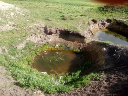 Vente Terrain Agricole Tiaret Naima