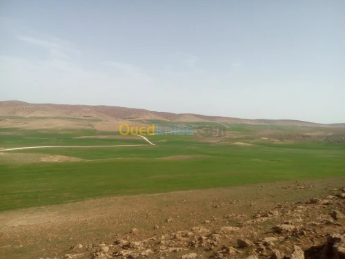 Vente Terrain Agricole Tiaret Naima