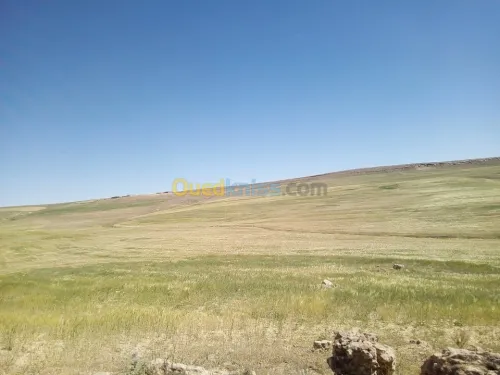 Vente Terrain Agricole Tiaret Naima