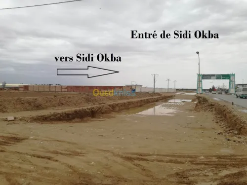 Vente Terrain Agricole Biskra Sidi okba
