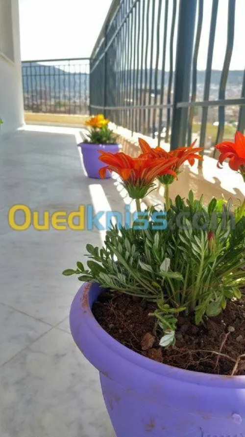 Location vacances Appartement F5 Tlemcen Tlemcen